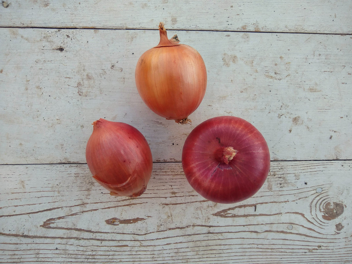 Onions, Red - 1 lb.
