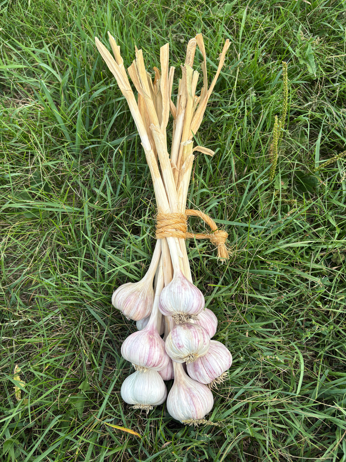 Garlic, 10-bulb bundle