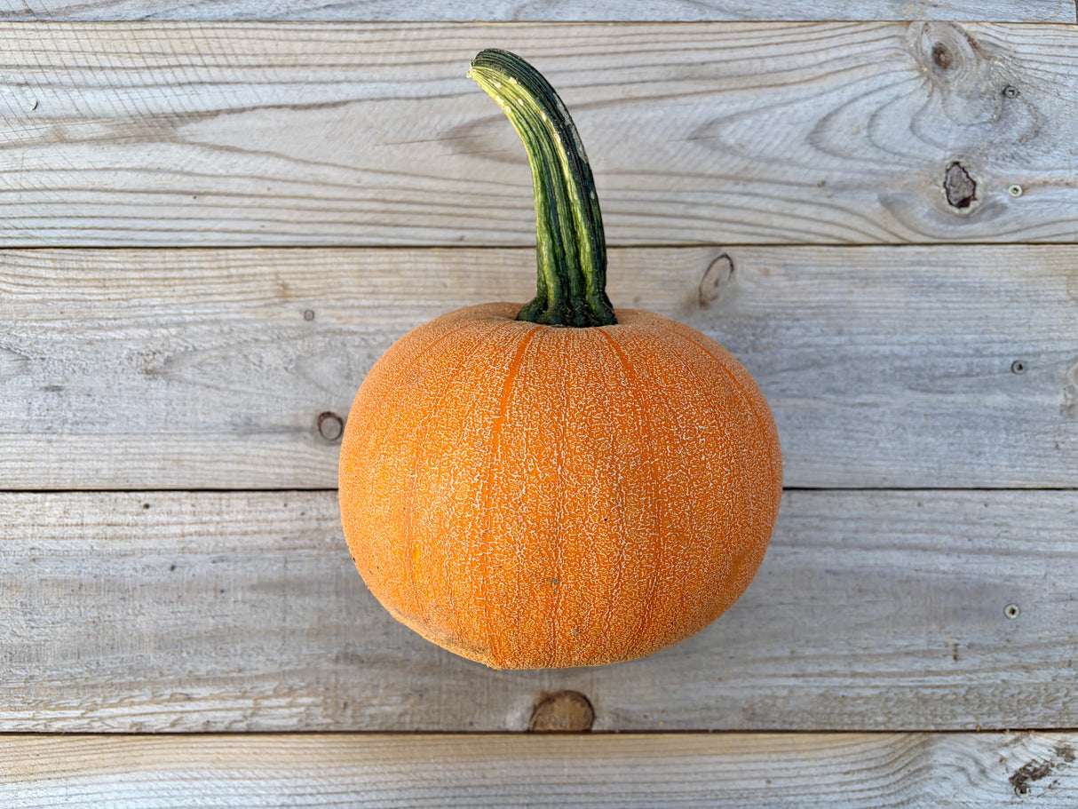 Organic Pie Pumpkin - Winter Luxury
