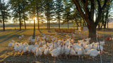 Organically-Fed Pastured Ground Turkey
