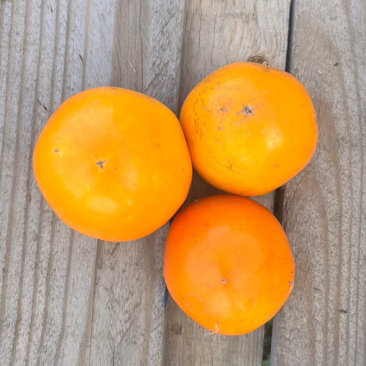 Slicing Tomatoes, Orange  - 1 lb