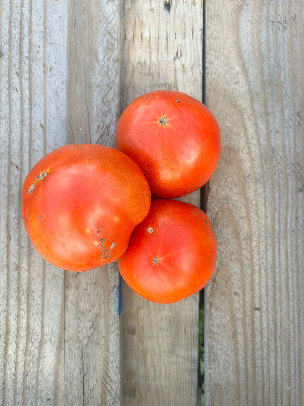 Slicing Tomato, Red - 1 lb