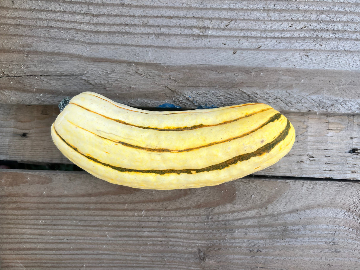 Squash, Delicata