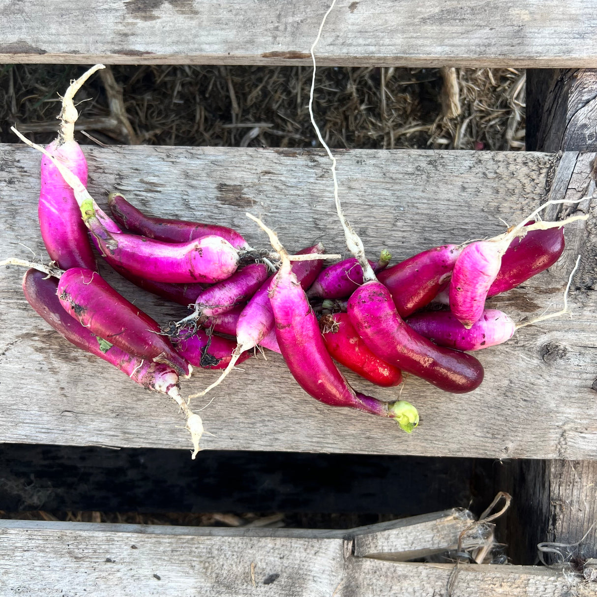 Radish, Purple French Breakfast - 12 oz