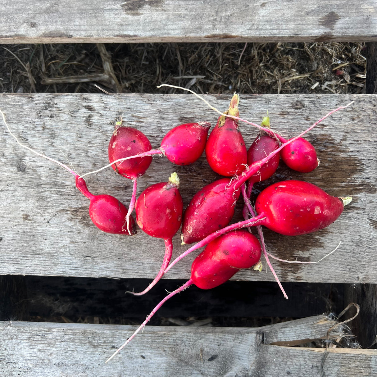 Radish, Red - 12 oz