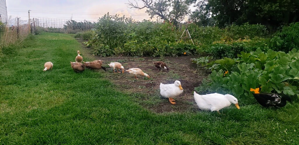 Duck Eggs