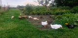 Duck Eggs