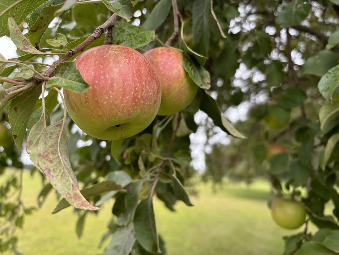 Apples, Variety Unknown, 3 lb