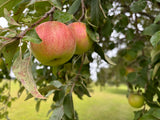 Apples, Variety Unknown, 3 lb