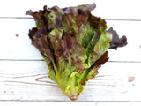 Red Summer Crisp Lettuce