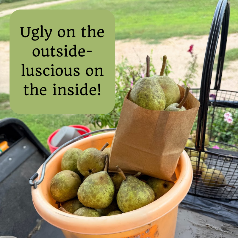 Imperfect Luscious Pears, 3 lb