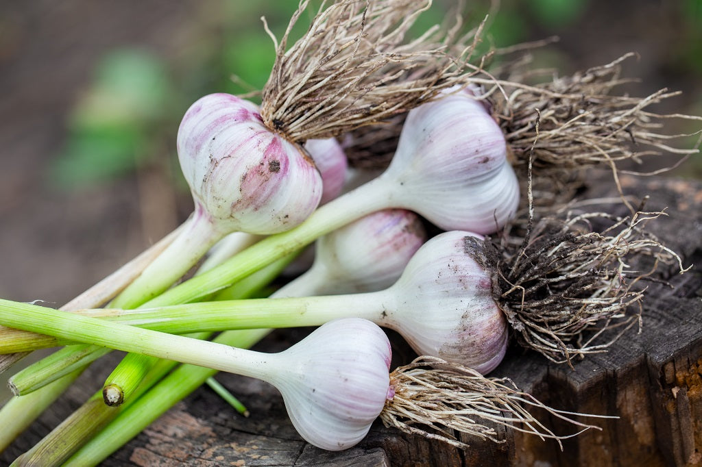 Garlic, Fresh - 2 count