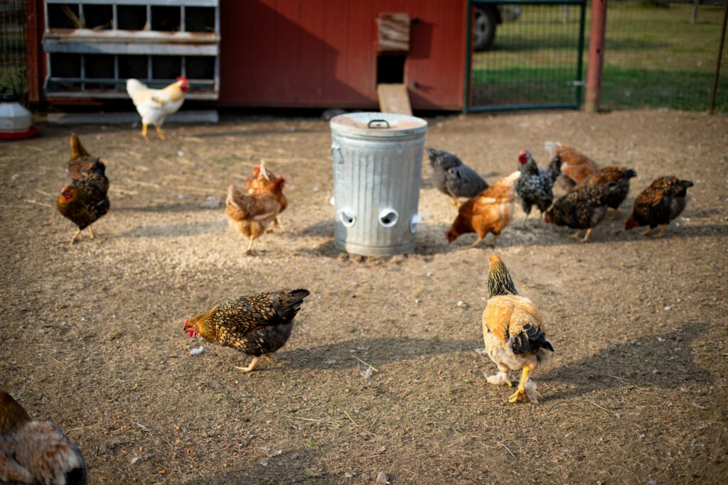 Country Apple Orchard Eggs
