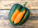 Squash, Acorn