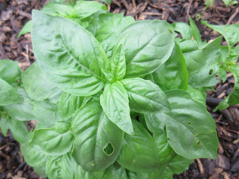 Basil, 1 oz