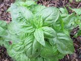 Basil, 1 oz