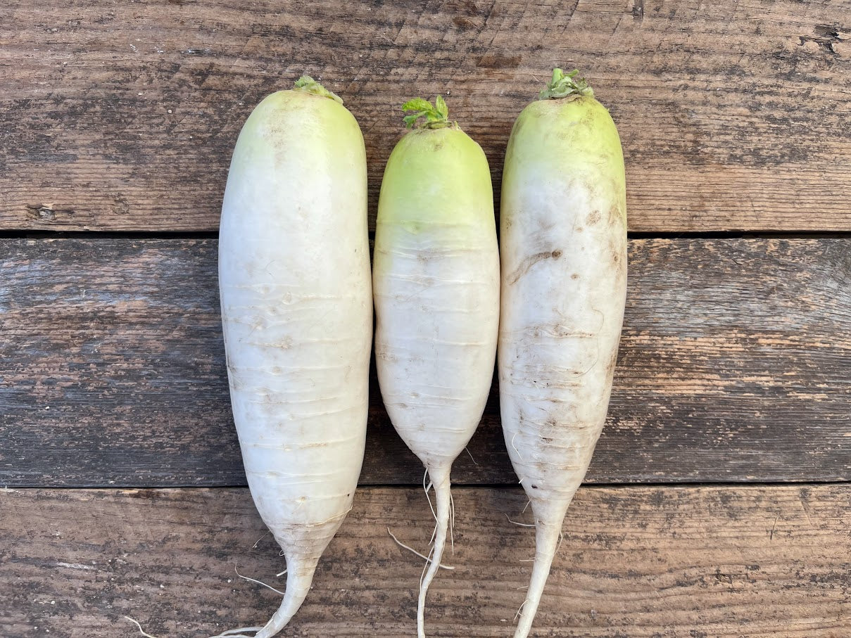 Radish, Daikon - 1 lb