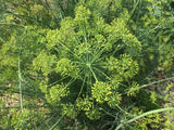 Dill Heads, 6 count