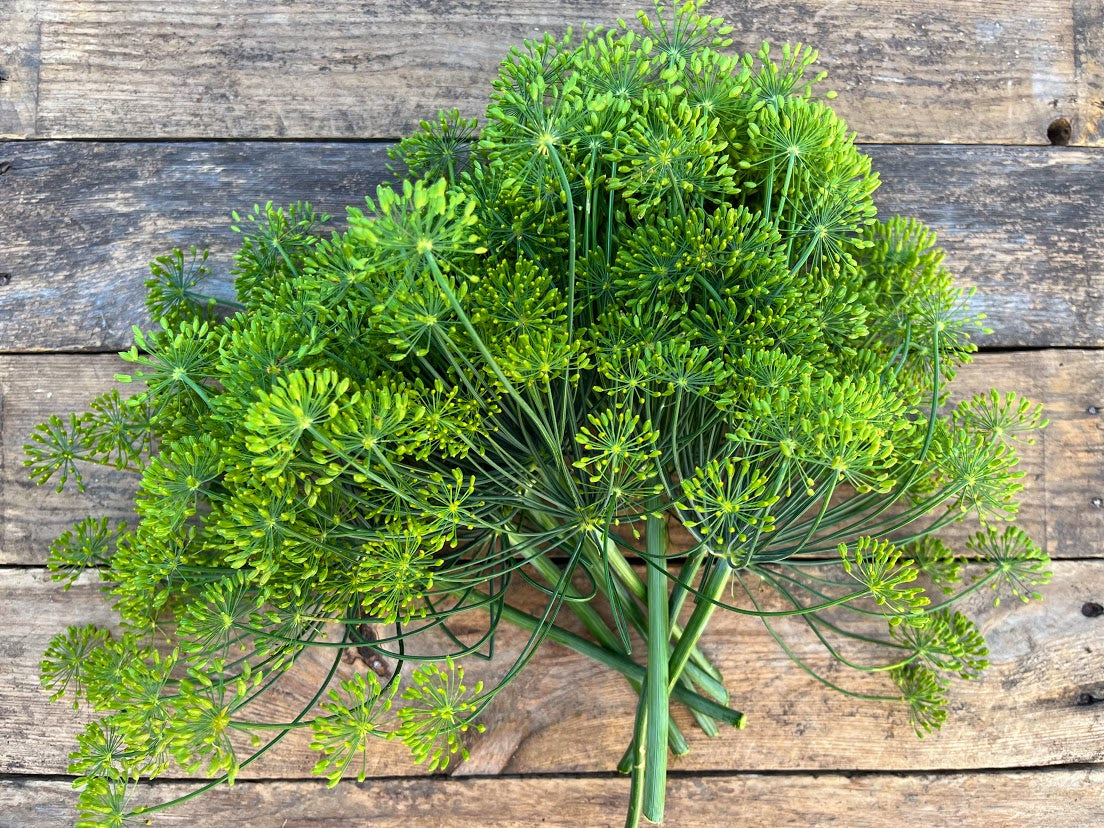 Dill Heads, 6 count