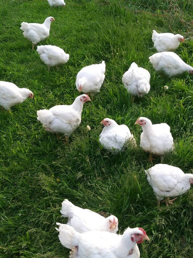 Pasture Raised Whole Chicken