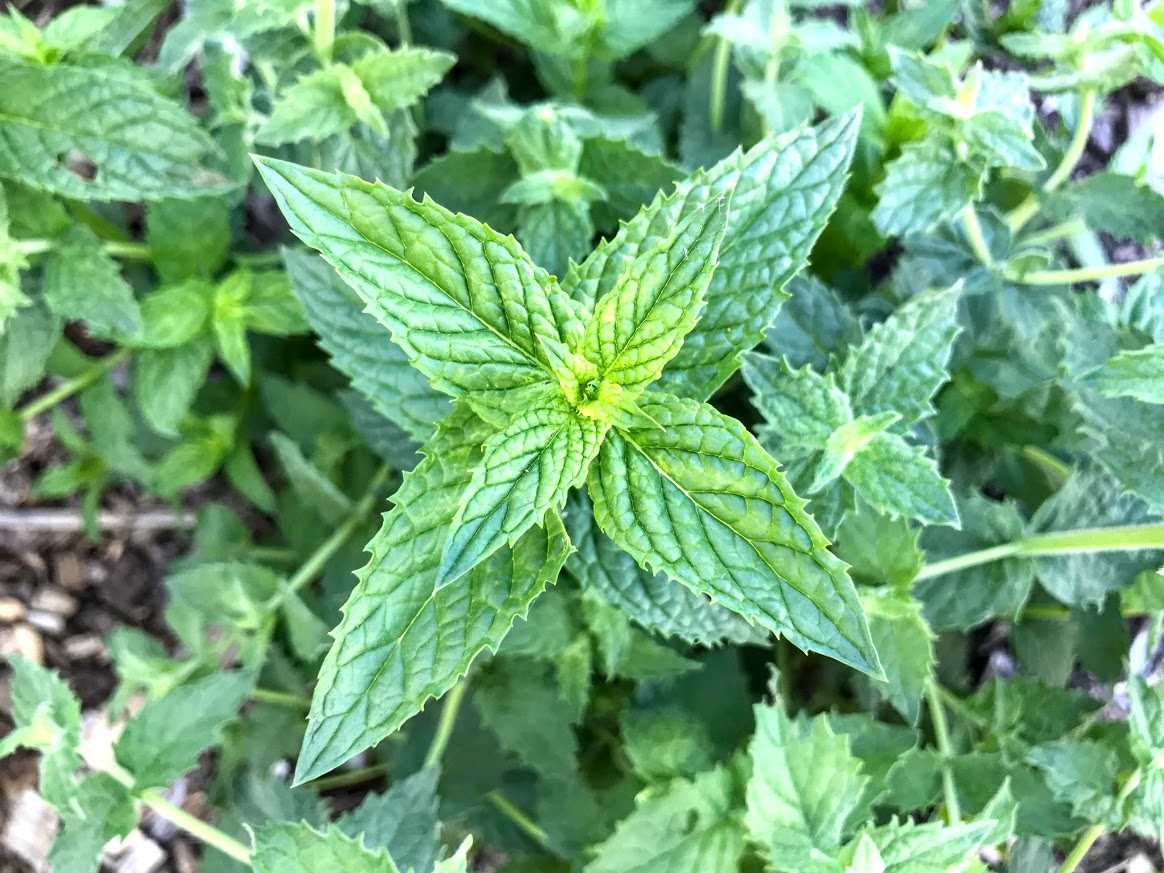 Mint, 1 oz