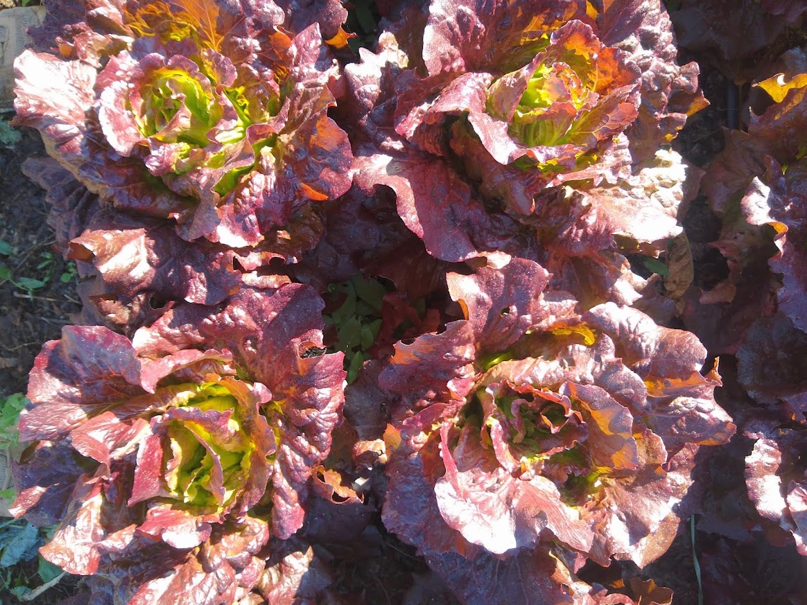 Red Summer Crisp Lettuce