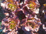 Red Summer Crisp Lettuce