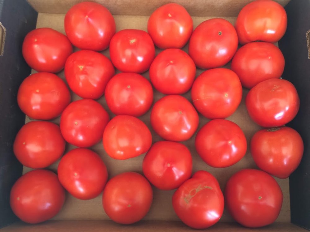 Beefsteak Canning Tomatoes, 10 lbs