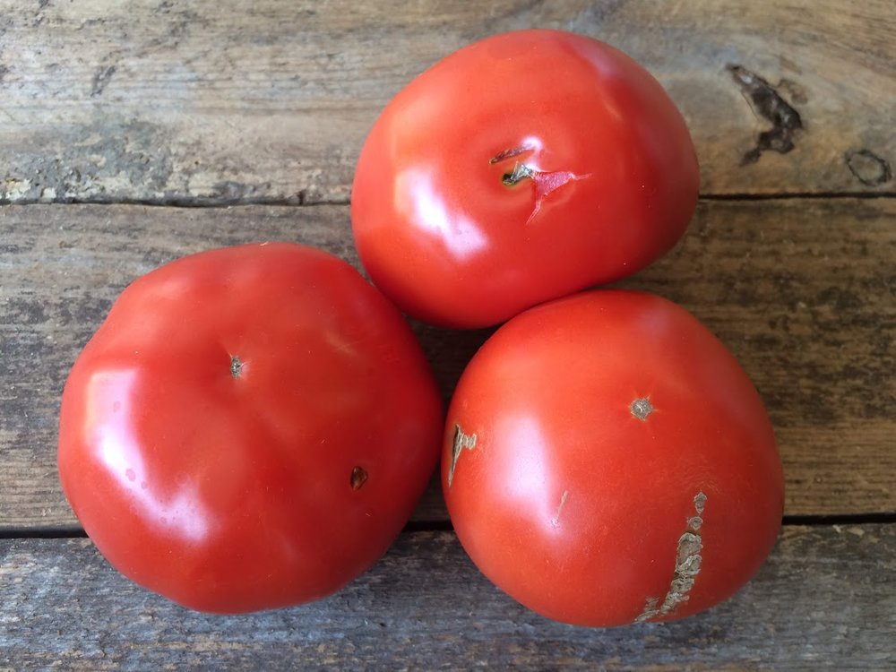 Beefsteak Canning Tomatoes, 10 lbs