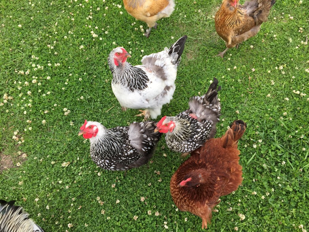 Fruit of the Coop Eggs